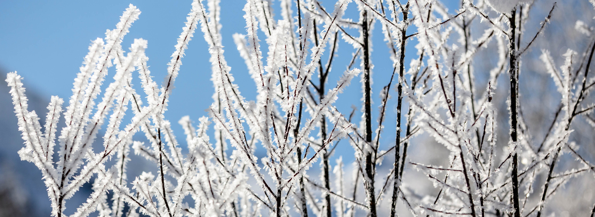 Büsche glitzern schneeweiß in der Zillertaler Winterlandschaft