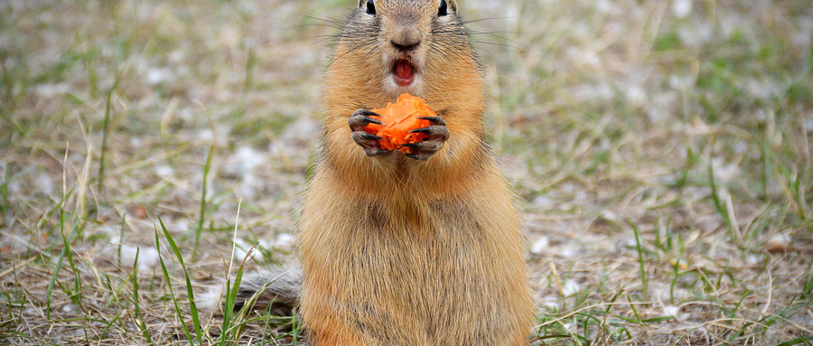 Murmeltiere in Hintertux